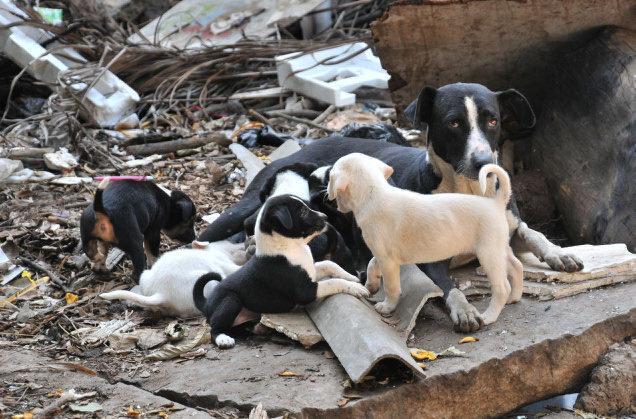 Kölykök a szemétkupacon - esélyek és kilátások nélkül