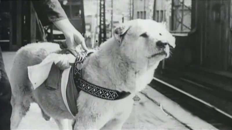 Hachiko, a hűség jelképe