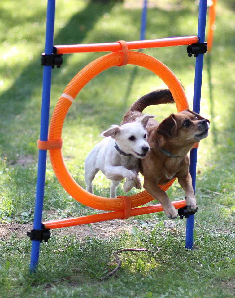 Fotó: Gálik Zsófia. Jó dolog a kutya-fitness: nő a kutyus önbecsülése, testtudatossága, javul mozgáskoordinációja, állóképessége.