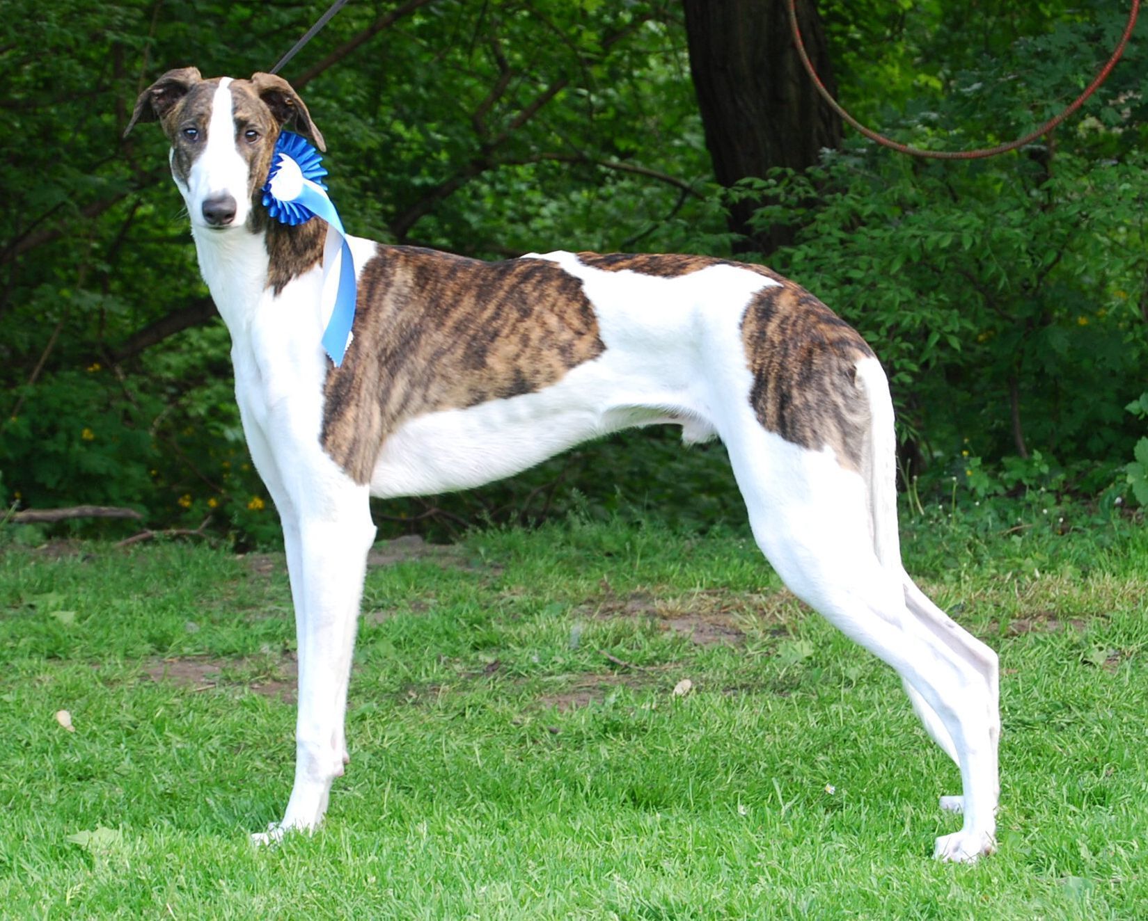 Pannon-Oriental Ábel, tulajdonos: Gomba Andrea. Magyarországon és külföldön is a legeredményesebb Magyar Agár a kanok között.