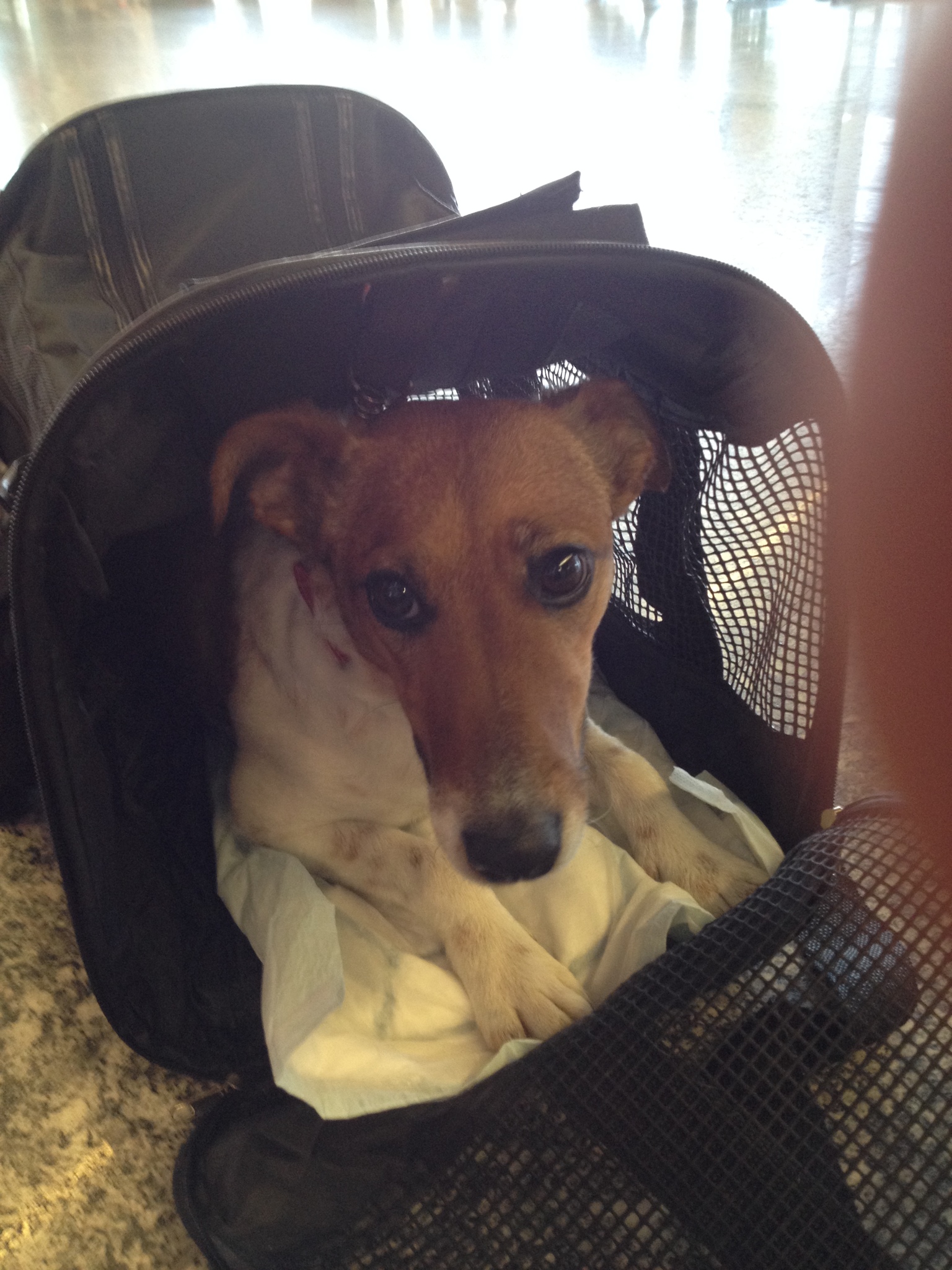 Rossi a hordozó táskában az Air Malta repülőgép indulása előtt