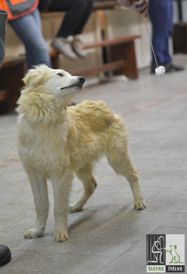 A figyelmes Cuki feladat közben - örökbefogadható!