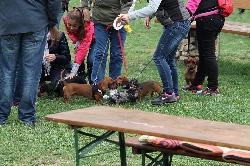 Minden tacskó remekül érezte magát a találkozón