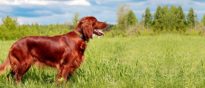 Egészséges szőr és bőr minden kutyának