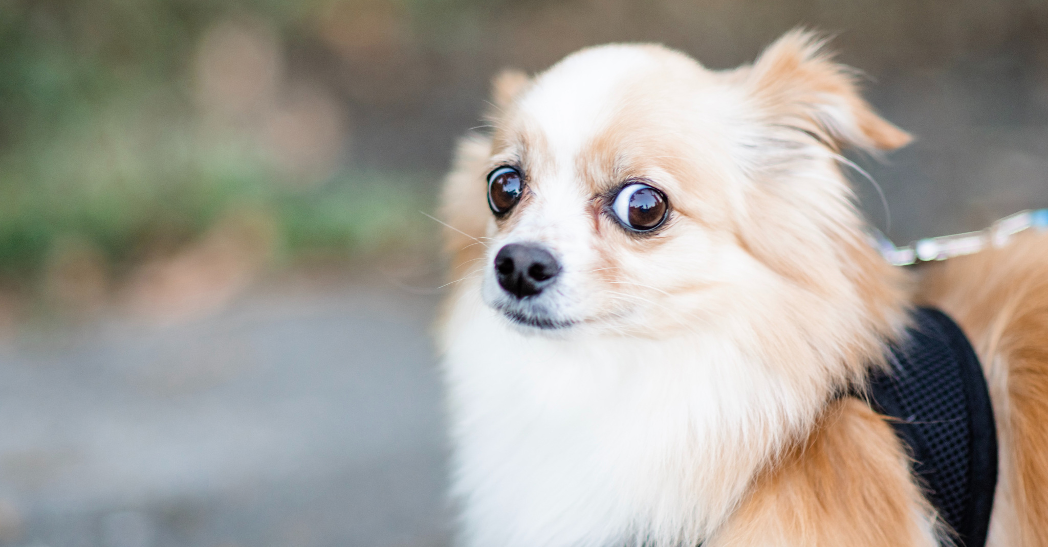 A városi kutyák félősebbek, mint a vidékiek - állapították meg finn kutatók