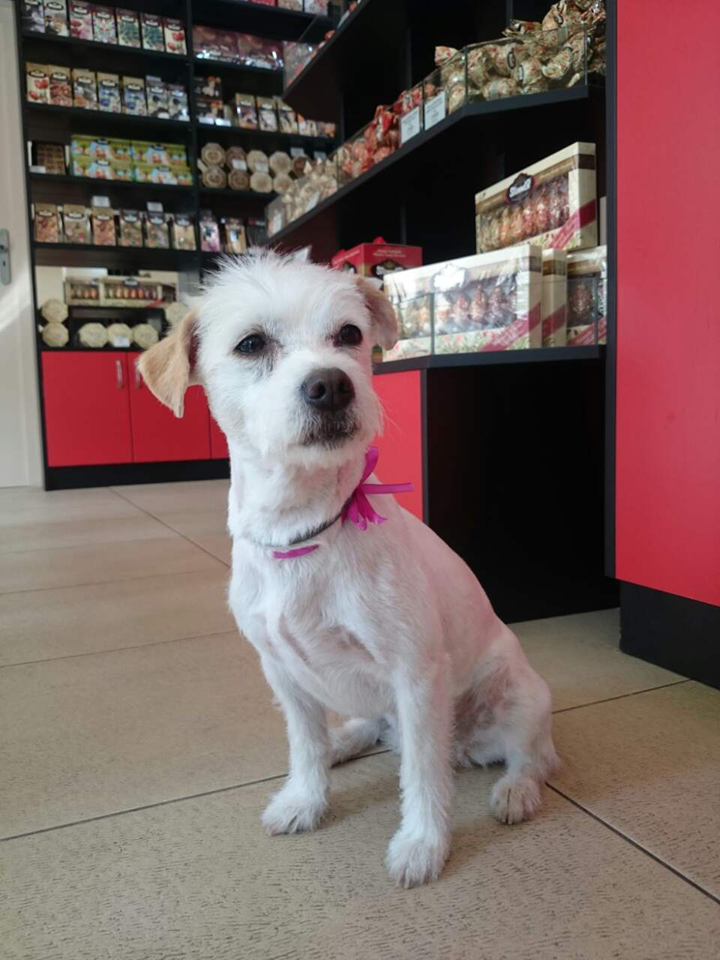 Felhőcske tud viselkedni, így csokiboltban póráz nélkül is  is szívesen látott vendég