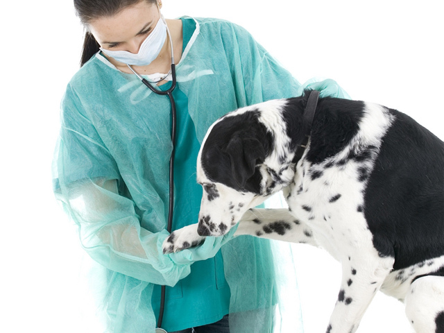 Kisállatbiztosítás 2 Kisállatbiztosítás 2