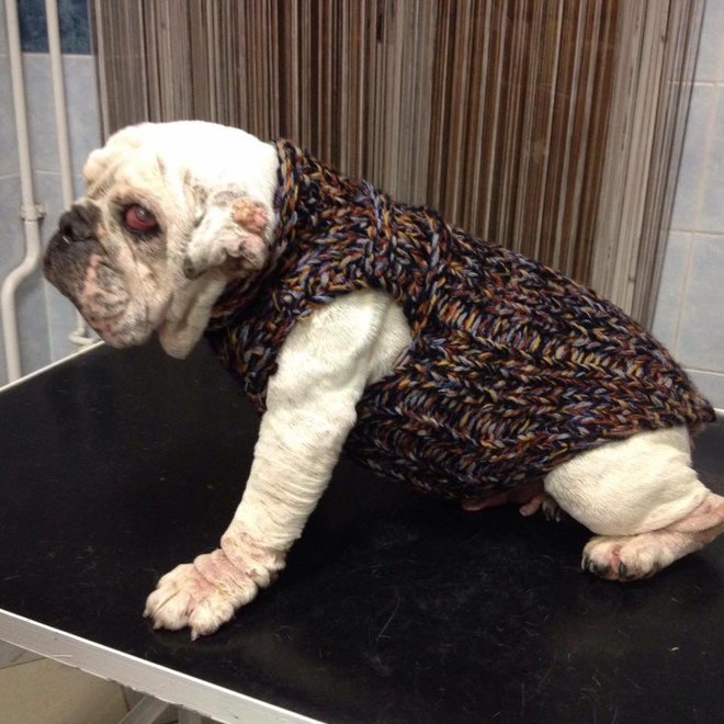 Csak árva, gazdátlan kutyáknak köt pulóvert Rózsa