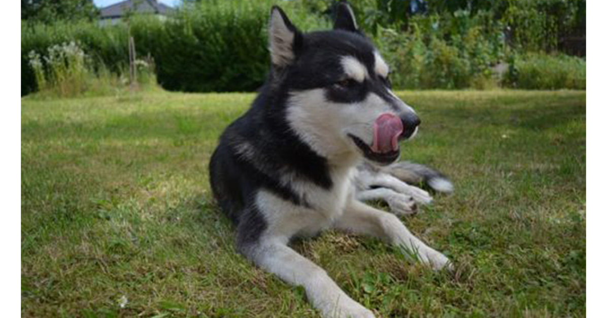 Figyeljünk oda, hogy ne egyen fel mindent a kutya!