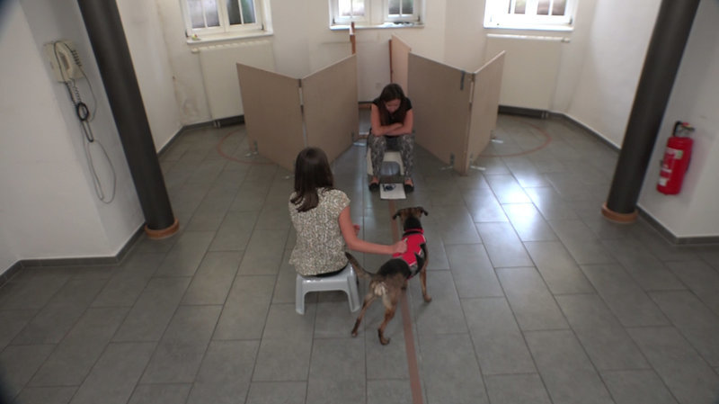 A paravánok egyike mögé rejtették a falatot vagy játékot