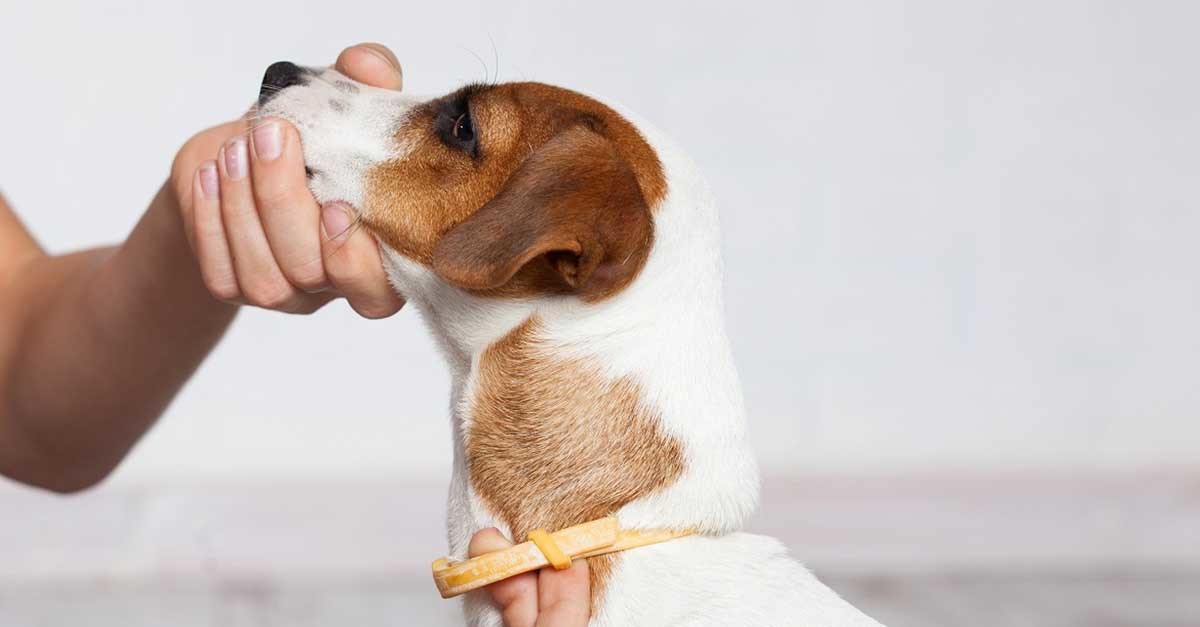 Kullancs elleni nyakörv Kullancs elleni nyakörv