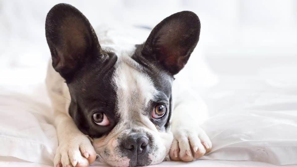 Kutyánk is megérzi, ha stresszesek vagyunk - nem jó, ha rajta vezetjük le a feszültséget