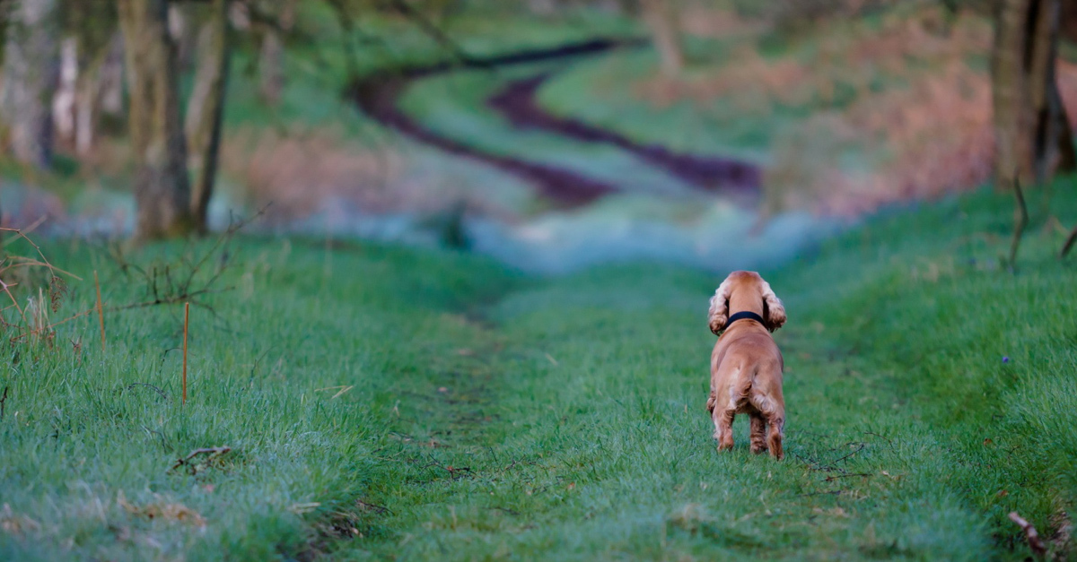 Elveszett kutyákat keres a cég, hogy hazajutassák őket gazdijukhoz