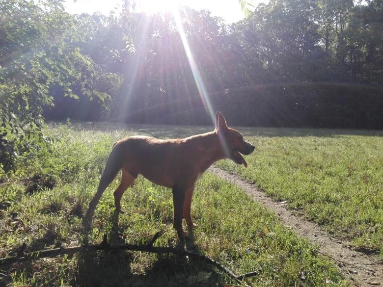Csodálatos hazatérés - 5 menhelyen töltött év után hazatért eredeti gazdájához a kutya