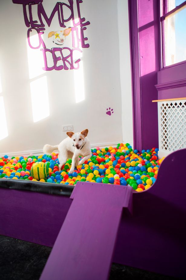 Labdák, agility felszerelések és pihenősarok is van a kutya-játszószobában