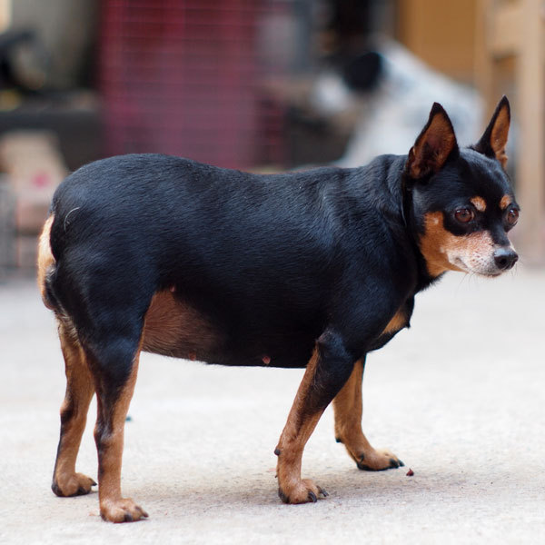 A túlsúly a mozgásában is korlátozza a kutyát