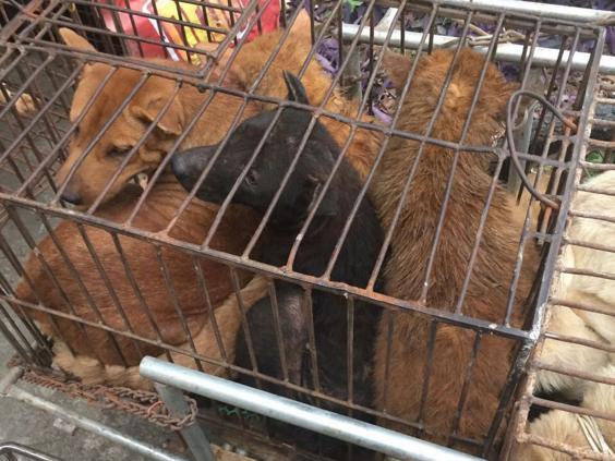 Ketrecekbe zsúfolták a kutyákat