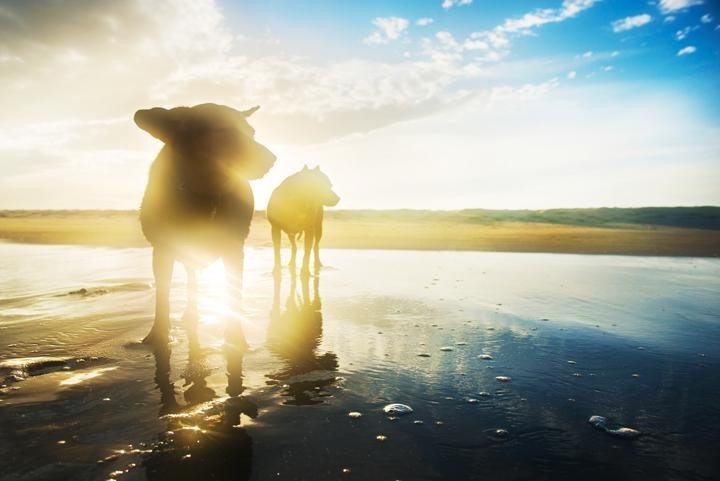 A kutyák a parton: a víz elmosta a szomorúságot