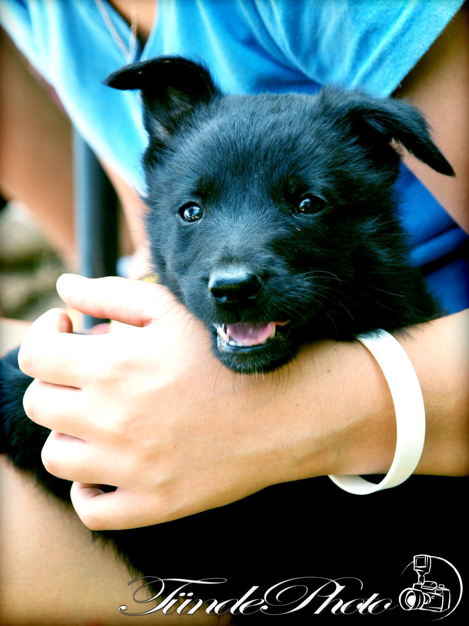 Egy kedves fekete kölyökkutya 