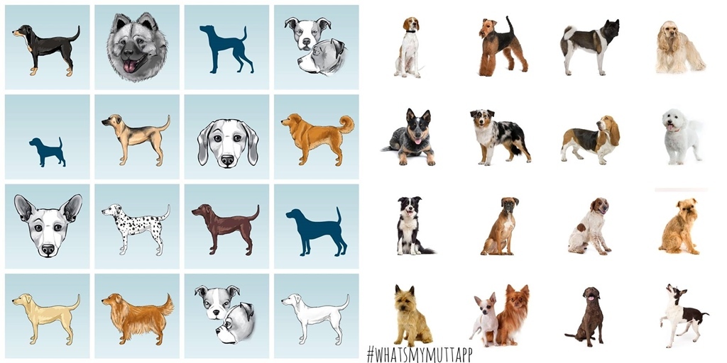 A What's My Mutt? applikációban 65 kutyafajta szerepel