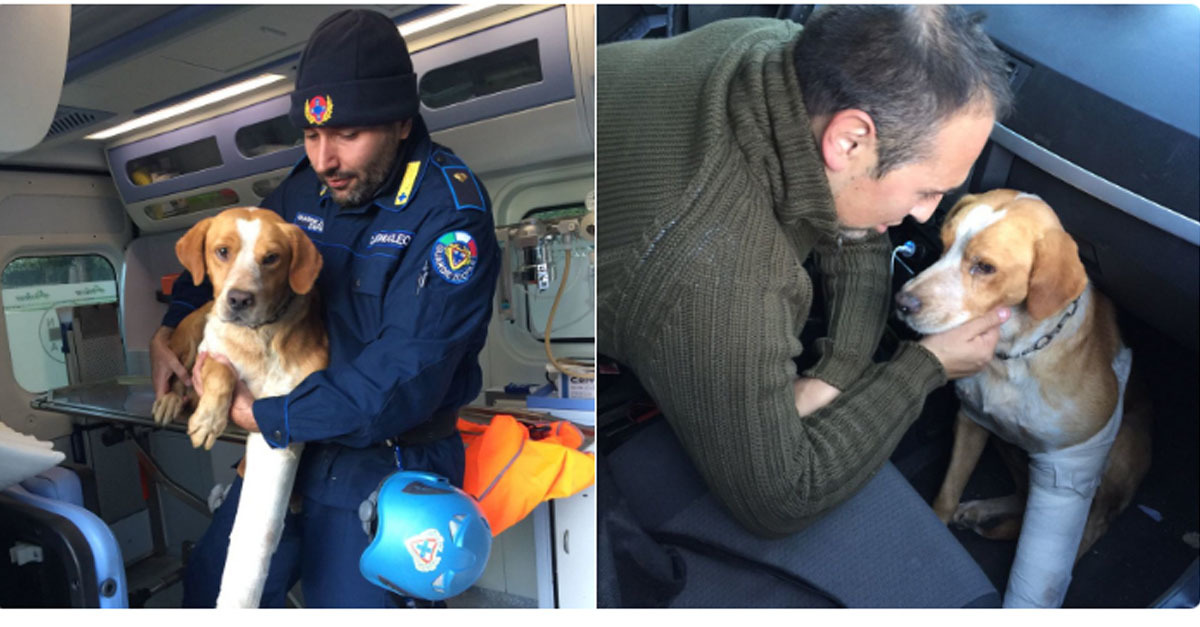 Pino, aki a földrengésben sérült meg