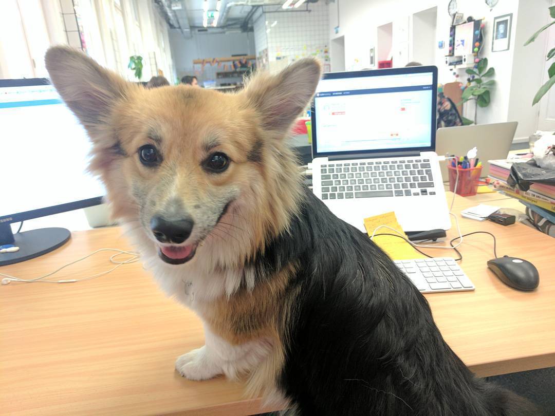 Van olyan kutya, aki az asztal alatt, valamelyik pedig az asztalON érzi jól magát!