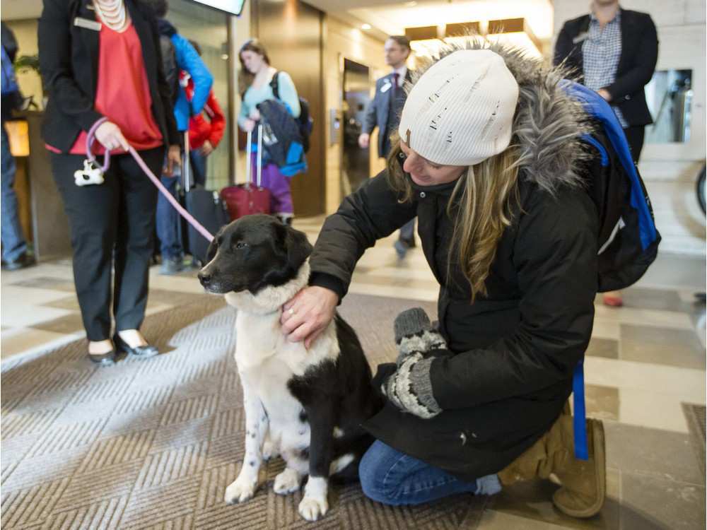A hotel vendégei is örülnek az örökbefogadható kutyusoknak