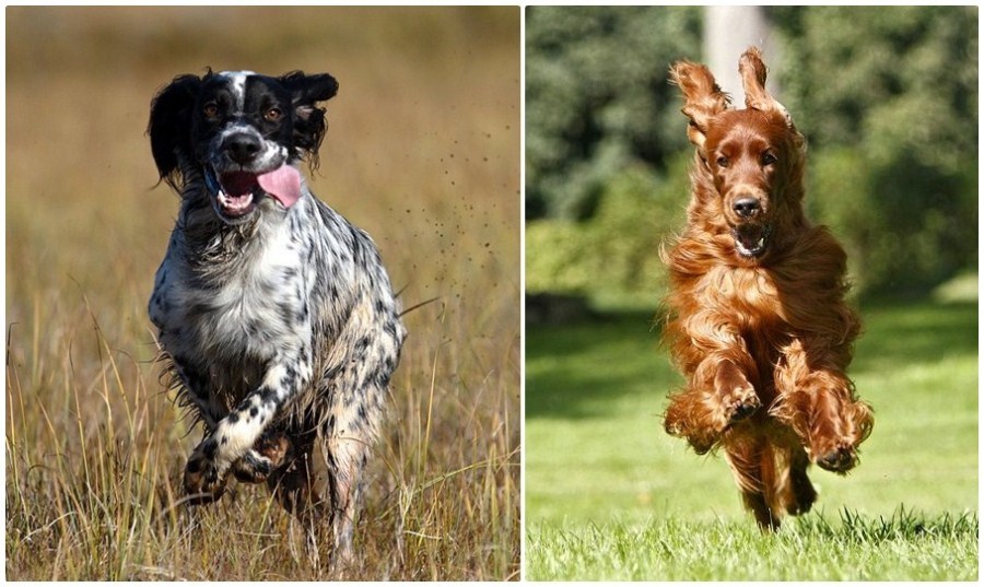 Kutyafajták futáshoz - Angol szetter és Ír szetter