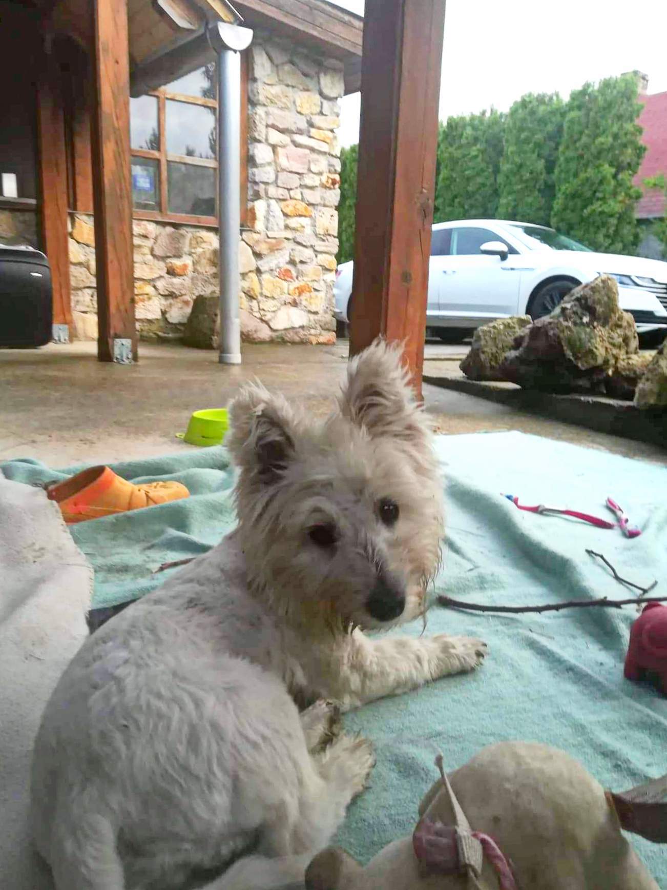 A kutyusok is jót pihenhetnek a kirándulás után a kutyabarát vendégházban