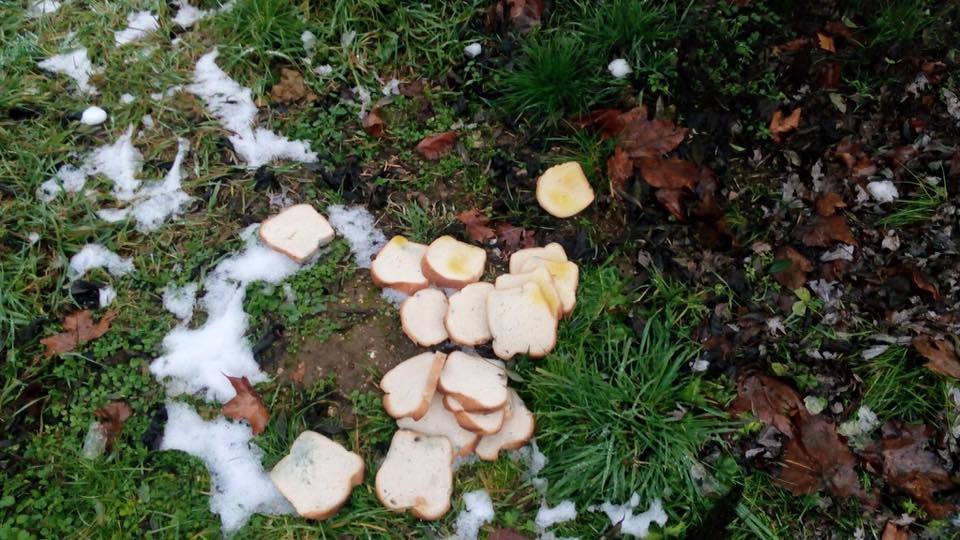 Szétszórt kenyérszeletek Keszthelyen - valószínűleg fagyállóval átitatva