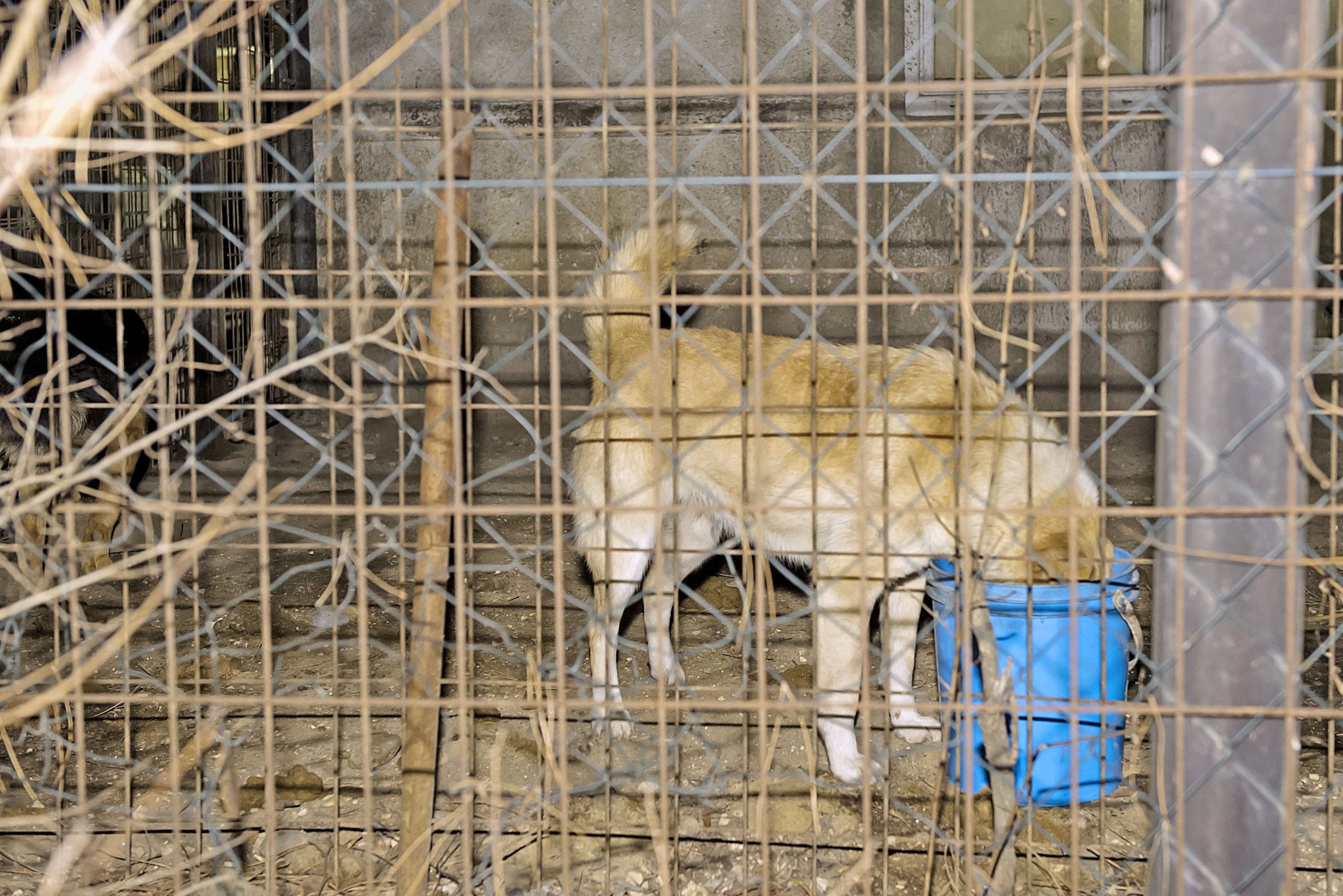 Tűz a menhelyen - az állatok élelme is odaveszett