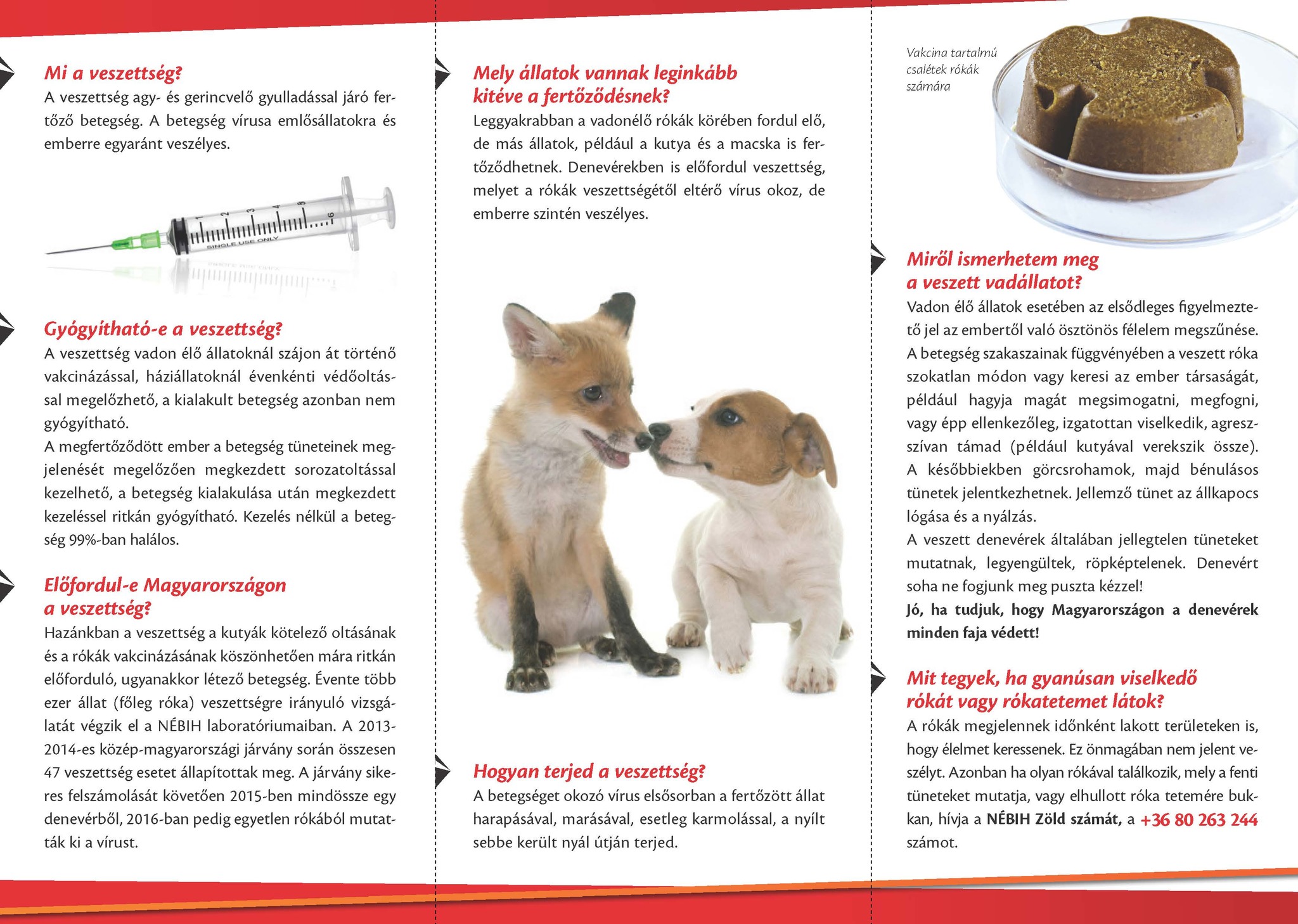 Veszettség mentesítés szórólap