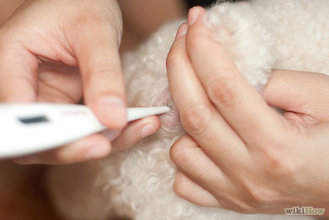 Lázmérés kutyánál