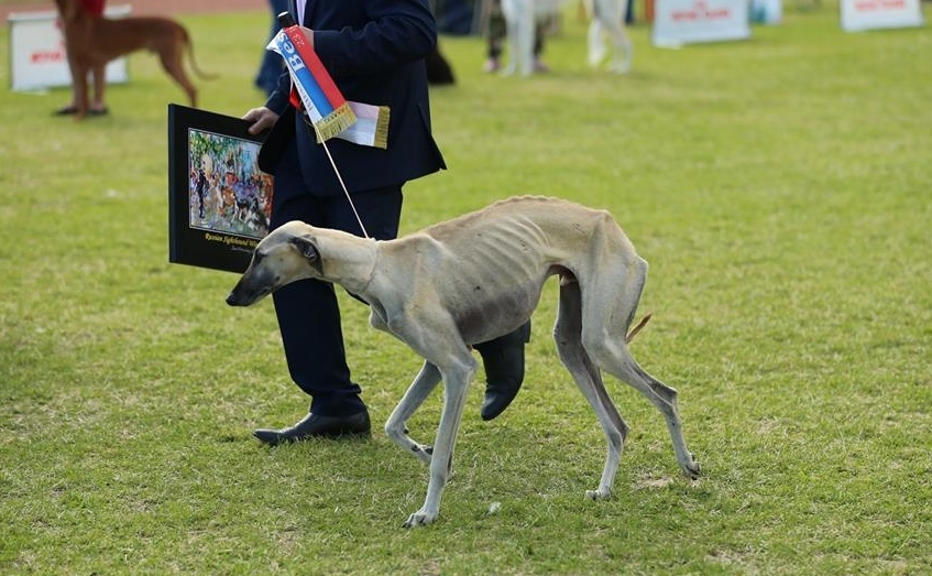 Az egyik győztes arab agár