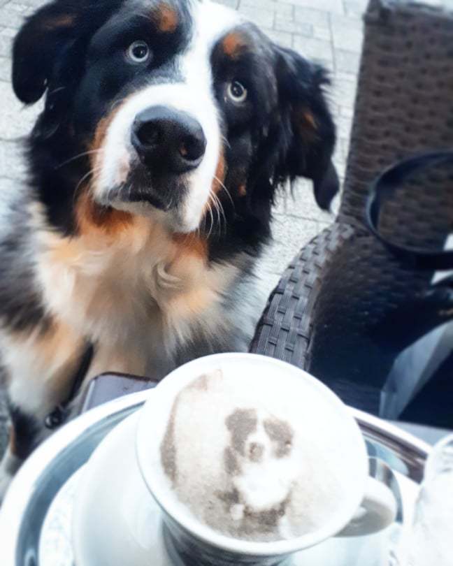 Kutyád fotója a kávédon! - kutyabarát Art Cafe Szombathely Kutyád fotója a kávédon! - kutyabarát Art Cafe Szombathely