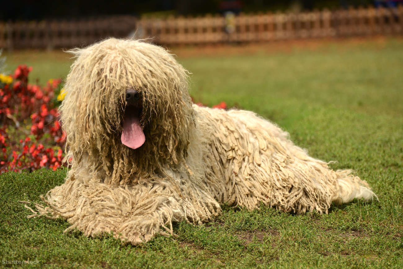 A komondor gazdájának hűséges védelmezője