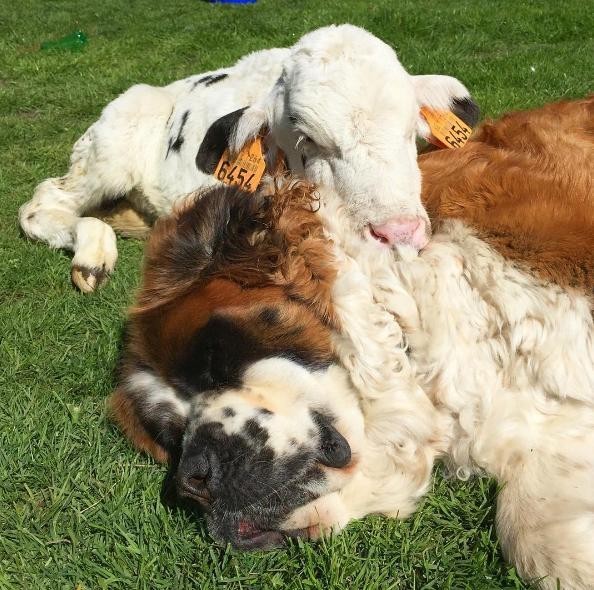 Közös napozás a bocikkal