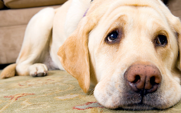 Mindig nagyon várnak haza minket kutyáink