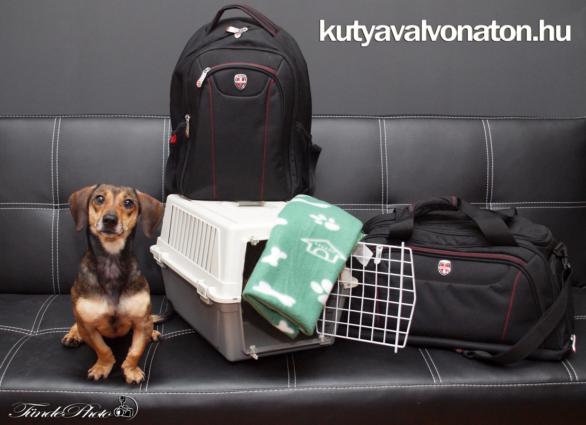 Az IC járatokon egyelőre csak szállítóboxban elhelyezett kutyával utazhatnak a gazdik
