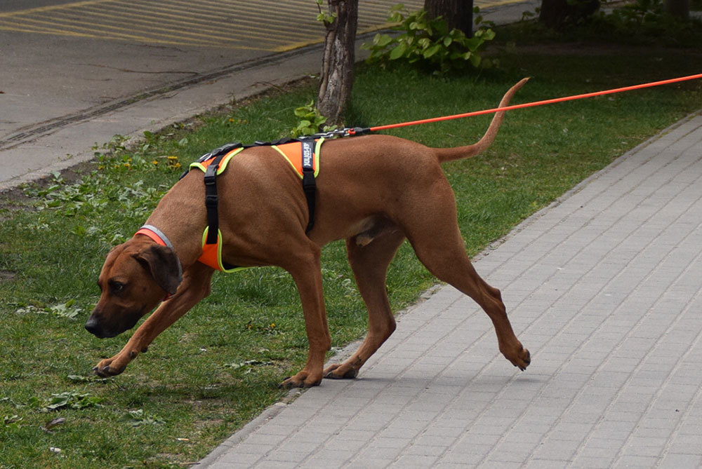 Zuvan kitűnő mantrailinges kutya
