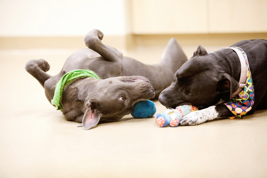 Egy boldog kutya inkább játékaival vagy társaival játszik rombolás helyett
