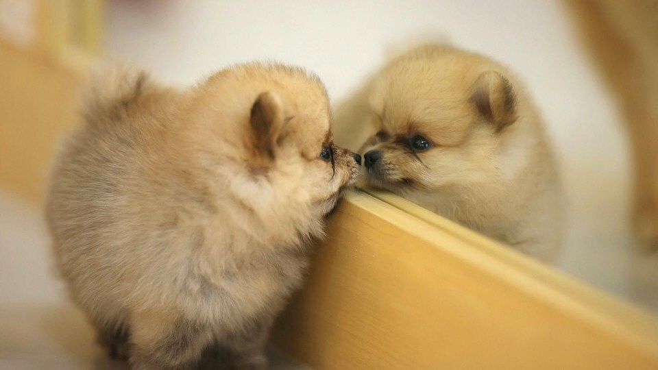 A kutya és a tükör - Hát te meg ki vagy?