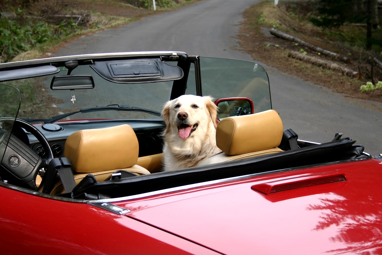 Tegyük meg az óvintézkedéseket, hogy kutyánk is élvezze az utazást