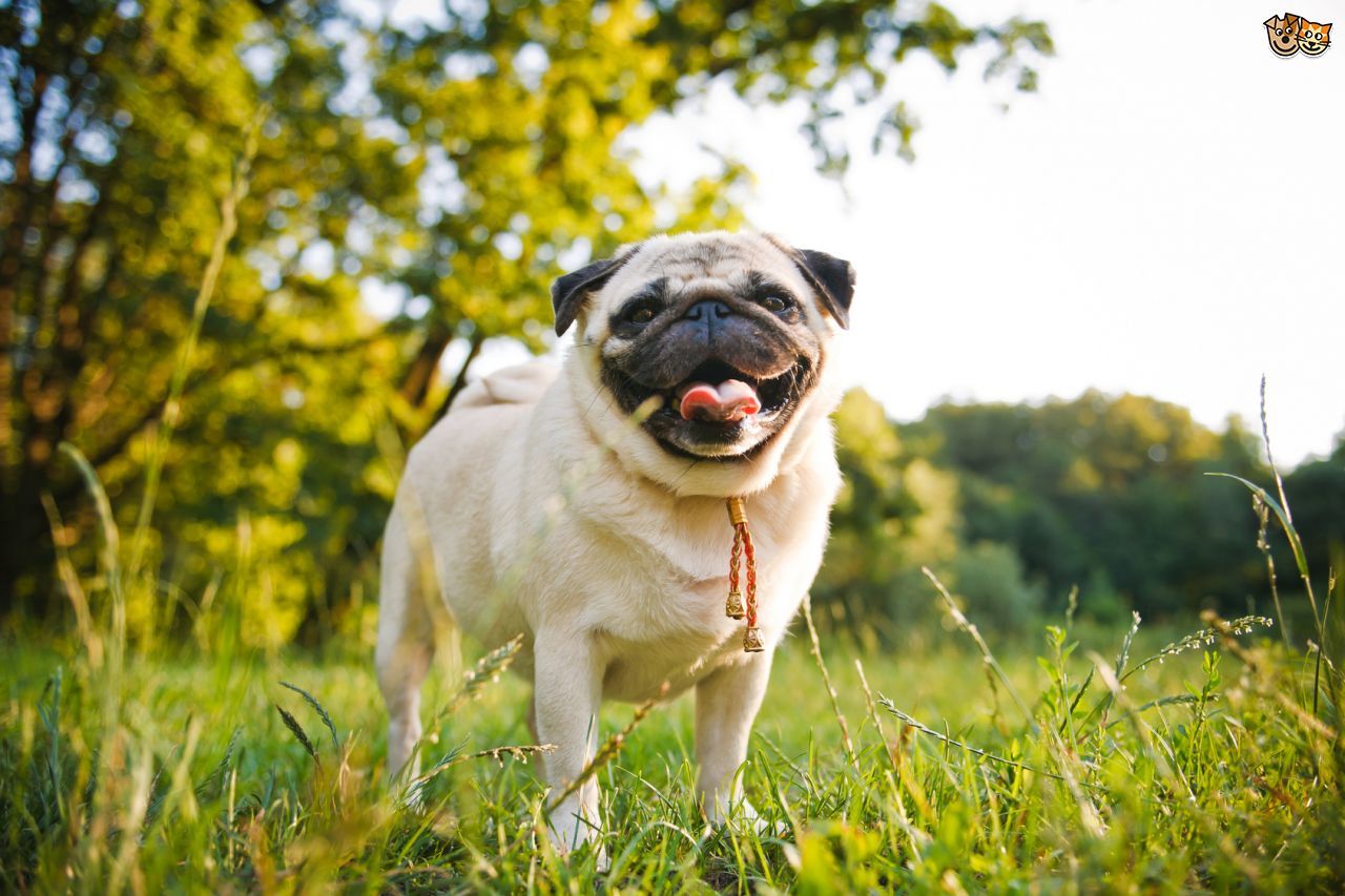 A rövid orrú fajták nagyobb veszélynek vannak kitéve
