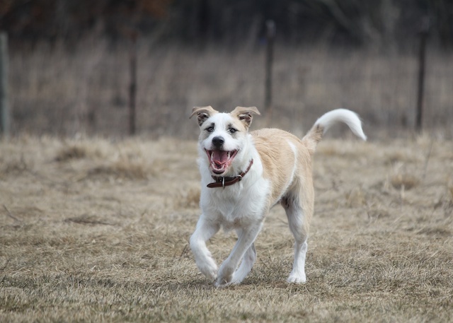 A keverék kutyák tovább élnek, mint fajtatiszta társaik. Fontos azonban az életmódjuk és az életük során megélt élményeik is.