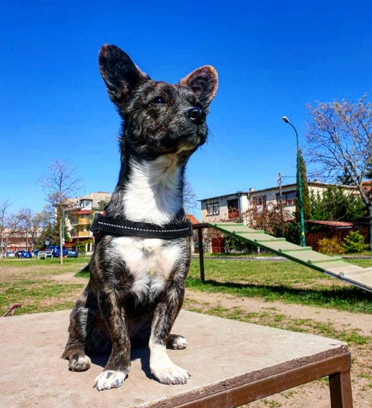 A külső helyszínen való tanulás kevésbé frusztrálta be a kutyát, növelte a biztonságérzetét