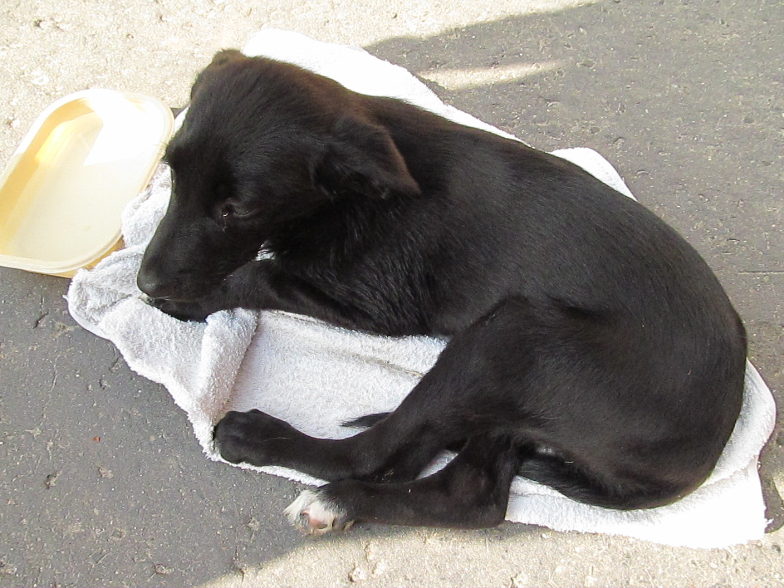 Súlyos sérülést okozott a kölyökkutyának a bántalmazás