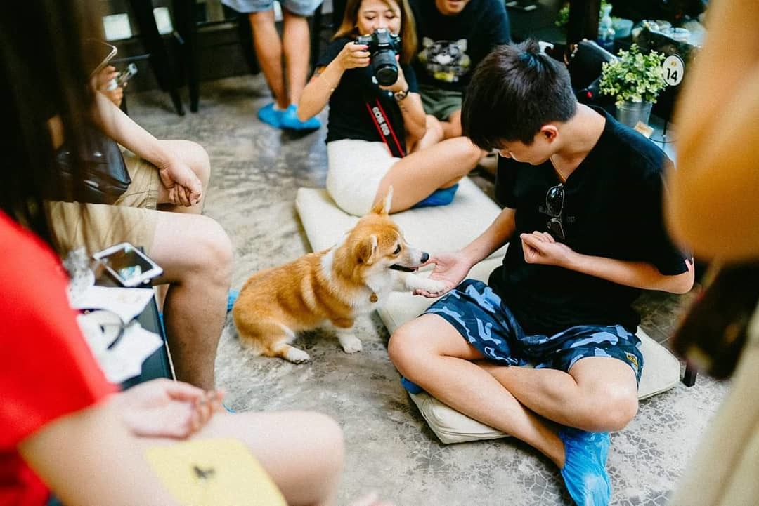 A kutyák jóléte érdekében korlátozott számú vendég tartózkodhat egy időben a kávézóban