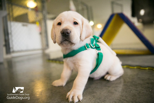 Vakvezető kutya kölyök mini hámban