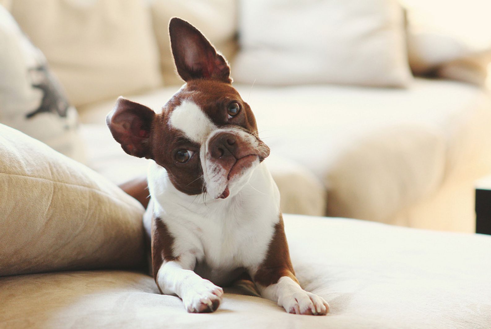 Nyomott orrú fajtáknál is jellemző